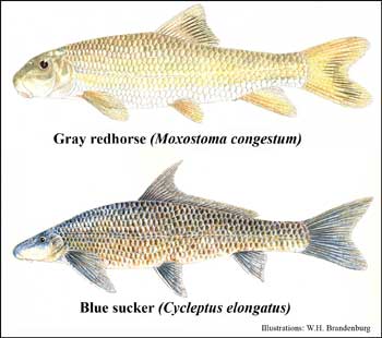 blue sucker and gray redhorse - NMDGF Archive News: Public meeting will address recovery plan for Pecos River suckers