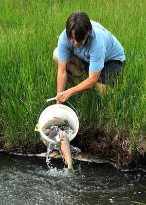 stocking cutthroats - NMDGF Archive News: Comanche Creek restocked with Rio Grande cutthroat trout