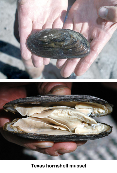 Texas hornshell mussel