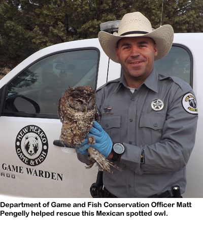 New Mexico Department of Game and Fish Conservation Officer Matt Pengelly helped resuce this Mexican spotted owl.