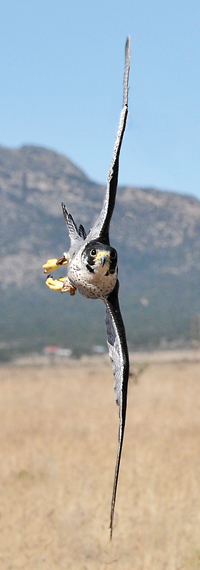 New Mexico Game and Fish - peregrine falcon flying