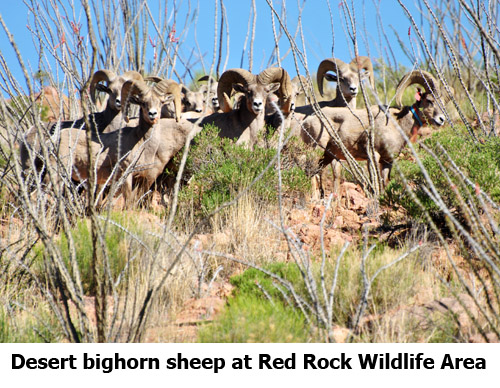 NMDGF Archive News: Desert sheep from Mexico arrive at Red Rock Wildlife Area