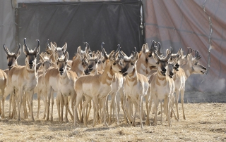 Pronghorns look for a way out of one of the department's wing traps.