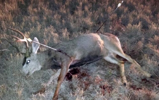 Game and Fish seek information for mule deer buck shot with three arrows and left to die Jan. 8, 2015 near Conchas Lake.