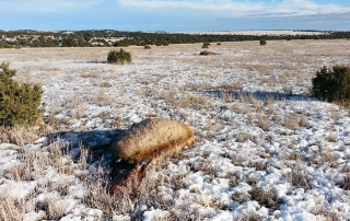 Game and Fish seek information on two cow elk illegally killed and left to rot.