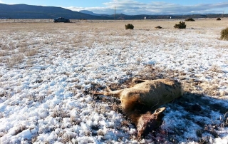 Information sought on two cow elk illegally killed on Wallace Ranch north of Las Vegas.