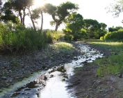 Mimbres River and surrounding riparian habitat on the NM Dept of Game and Fish River Ranch property. (Share with Wildlife, New Mexico Game and Fish)