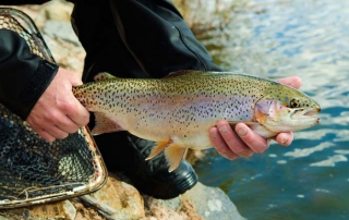 Rainbow trout already have been stocked at multiple locations in the drains that run alongside the Rio Grande.