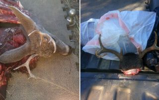 Case of Poached Coues Whitetail deer Solved, Catron County