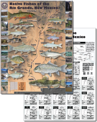 Native New Mexico Fish - NMDOW