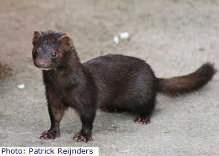 Share with Wildlife Project Highlight NMDGF: Do Mink Still Occur in New Mexico?