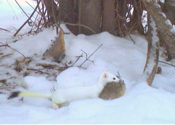 Share with Wildlife Project Highlight NMDGF: Do Mink Still Occur in New Mexico?