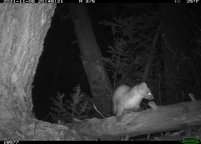 Share with Wildlife Project Highlight NMDGF: Do Mink Still Occur in New Mexico?