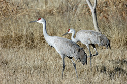 Sandhill crane