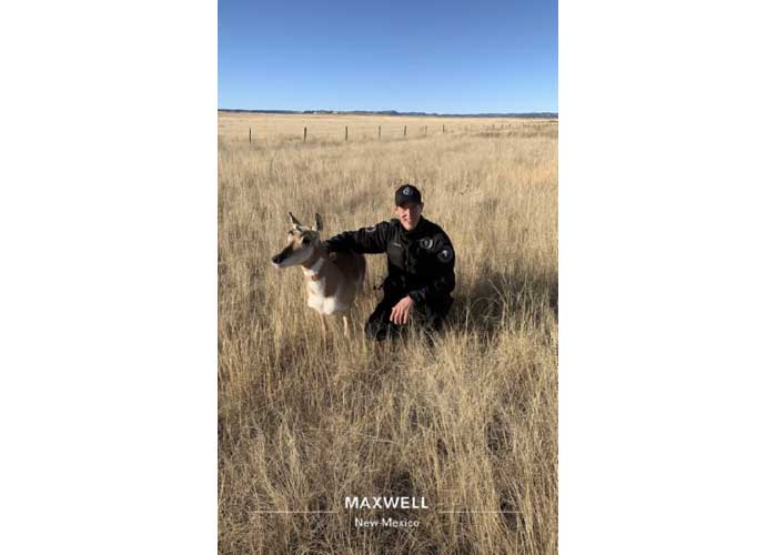 Live pronghorn posing for picture in Maxwell, NM.