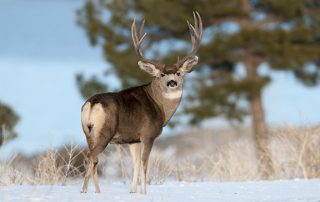 Deer photo