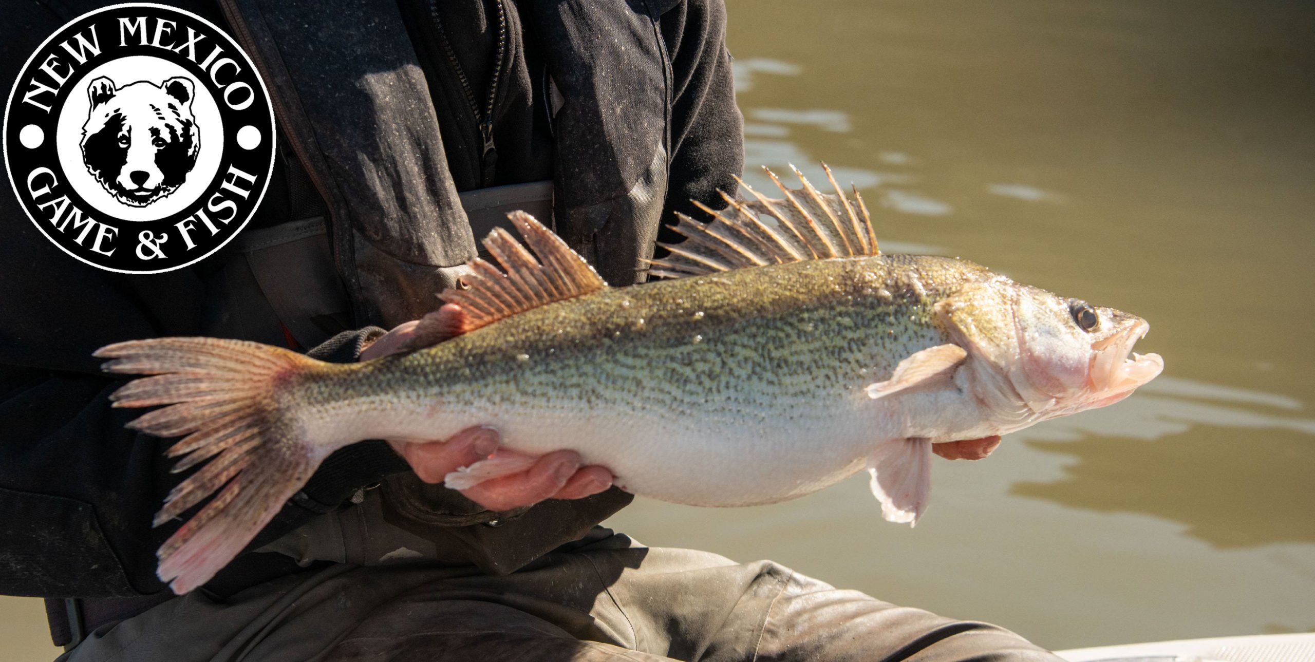 Beer Battered Walleye