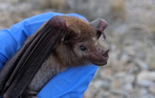 The lesser long-nosed bat is one of several bat species that feeds on the flowers of Palmer’s agave as they migrate from south-central Mexico through the southwestern United States.