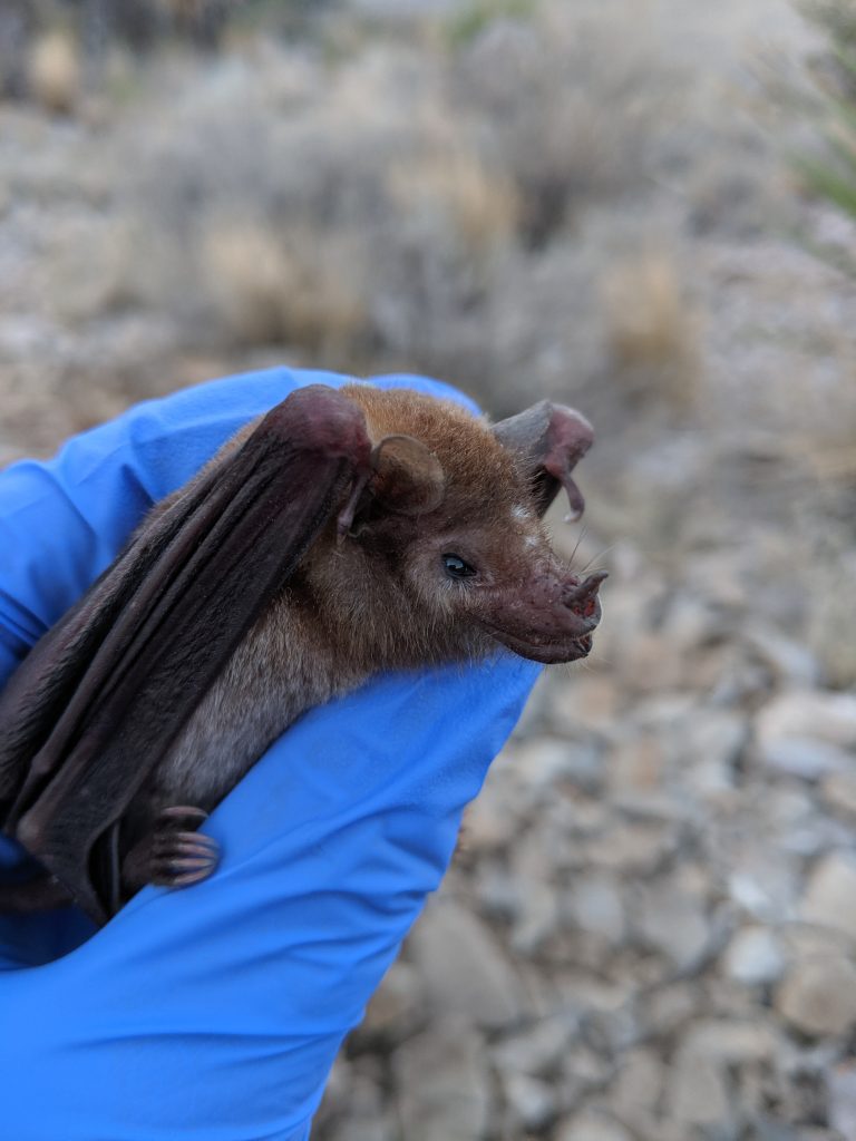 Lesser-long—nosed-bat-(Theresa-Laverty) The lesser long-nosed bat is one of several bat species that feeds on the flowers of Palmer’s agave as they migrate from south-central Mexico through the southwestern United States.