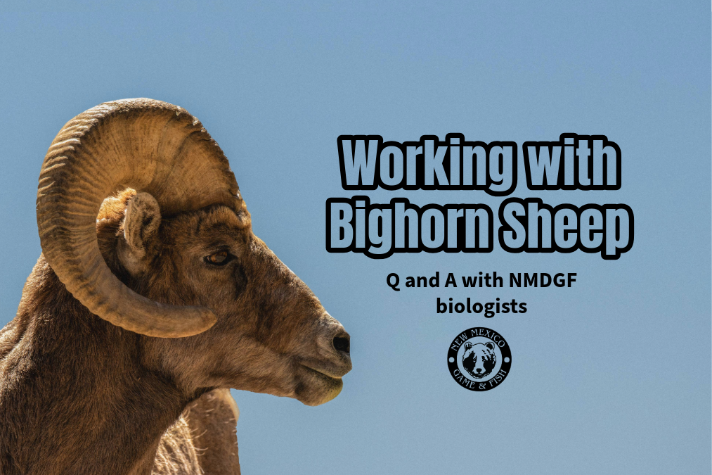 BigHornSheep Working with Bighorn Sheep banner