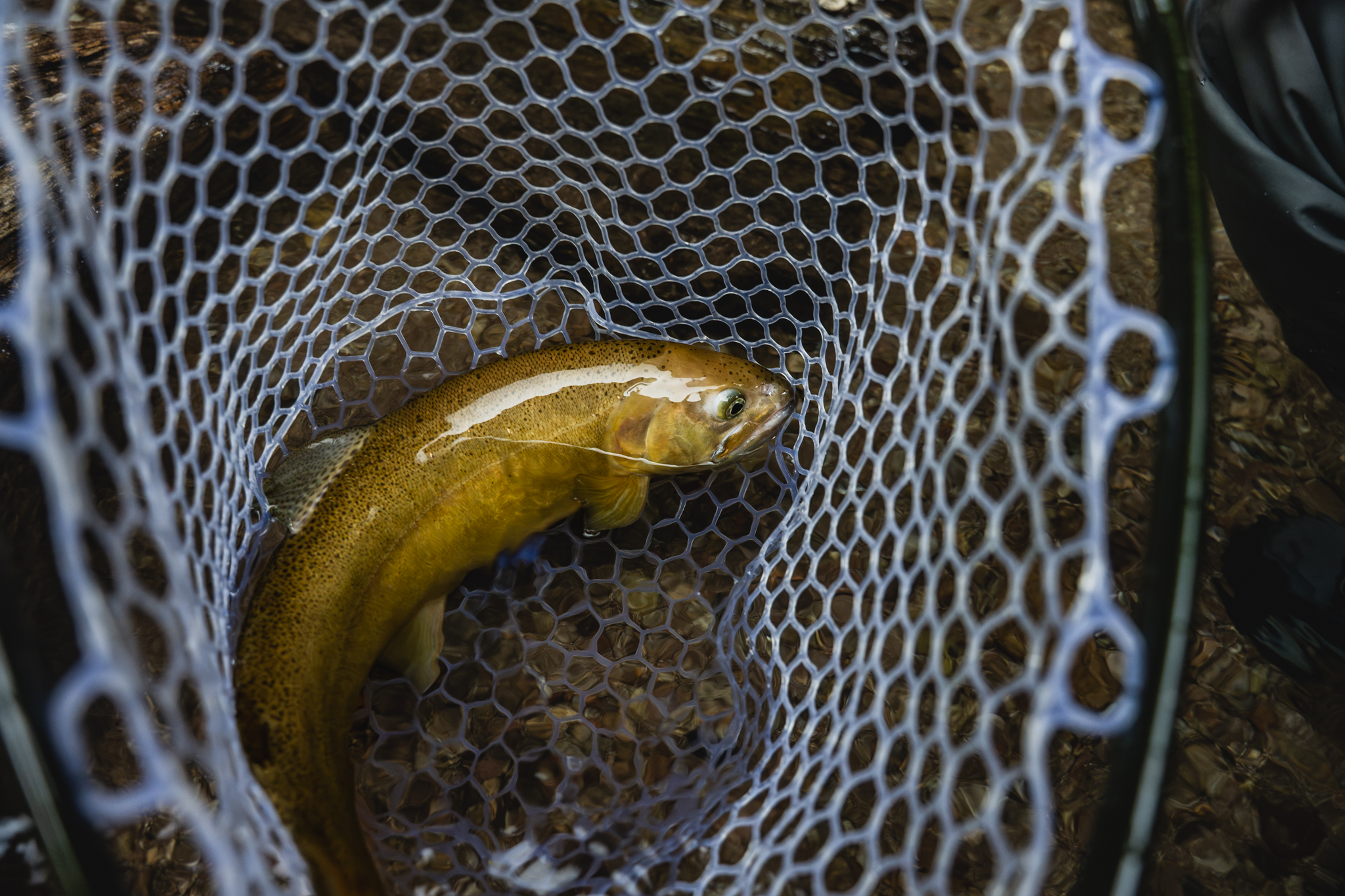Gila Fest Event - Trout fish in a landing net