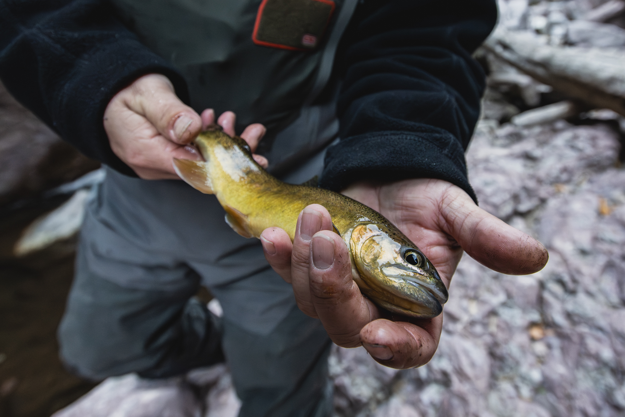 Gila Fest Event - Trout
