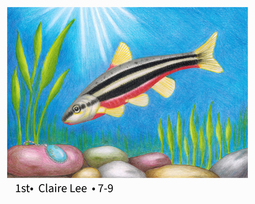 First Place Grades 7-9 Claire Lee - Southern Redbelly Dace