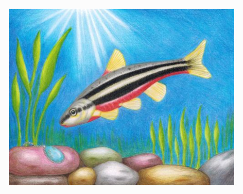 First Place SGCN - Southern Redbelly Dace by Claire Lee