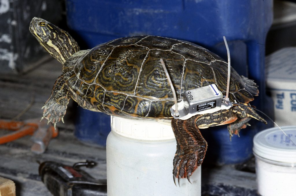 Department, experts study threatened turtle species