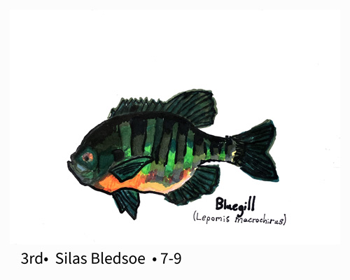 Third Place Grades 7-9 Silas Bledsoe - Bluegill