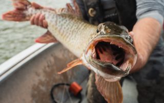 Tiger muskie mouth open showing sharp teeth