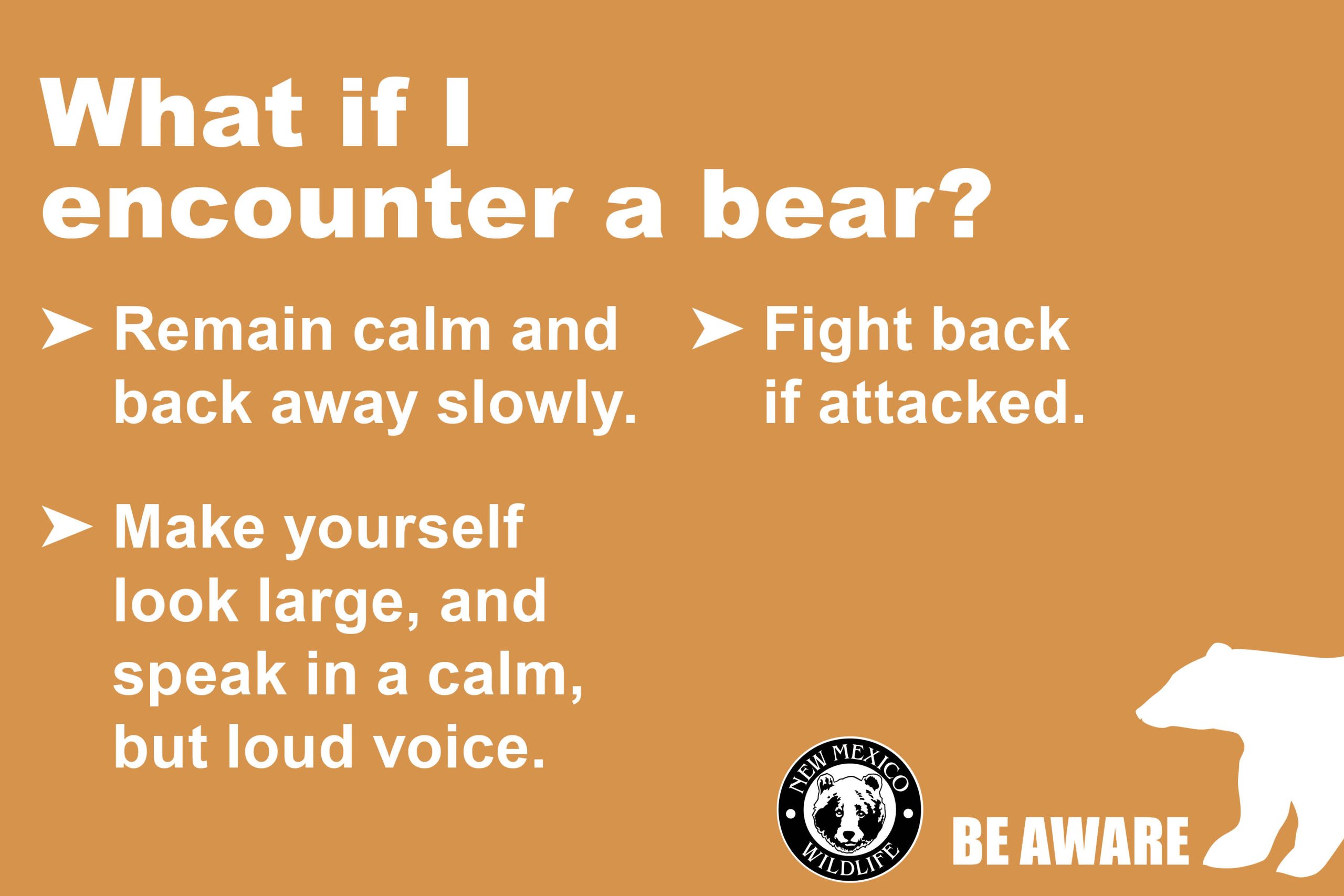 What if I encounter a bear?