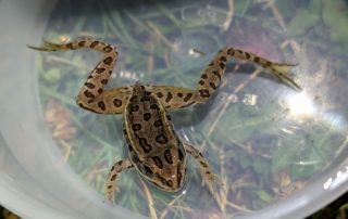 Boreal Toad