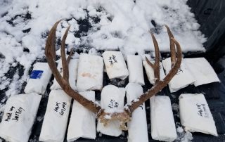 Packages of poached deer meat and deer antlers