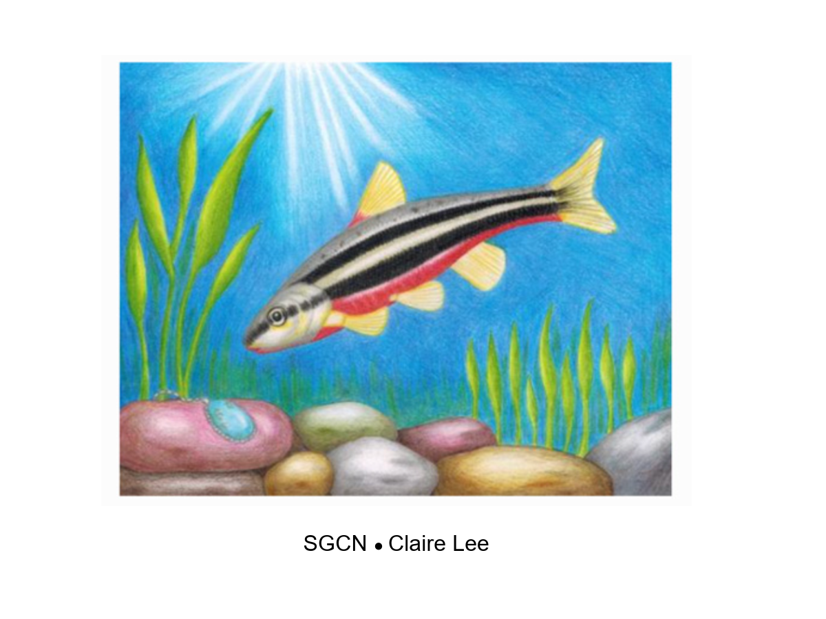 Winner of the New Mexico Species of Greatest Conservation Need category