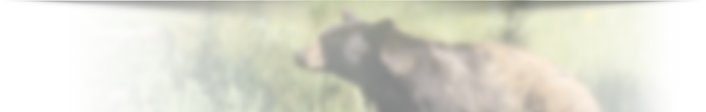 Black bear